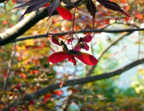 Free Stock Photo of Japanese Red Maple Seed Pods | Download Free Images and Free Illustrations