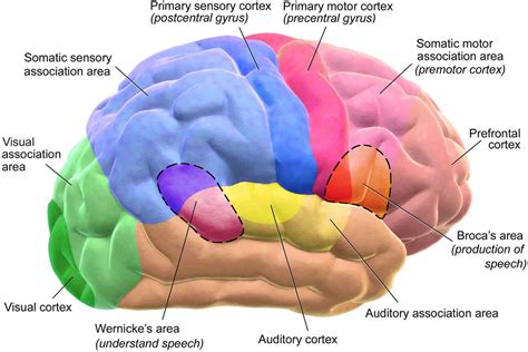 Agnosia definition, causes, types, symptoms, diagnosis & treatment