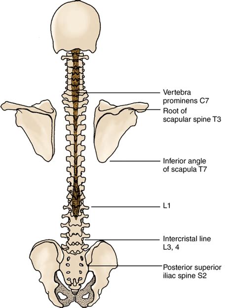 Epidural Space Anatomy - Anatomy Book