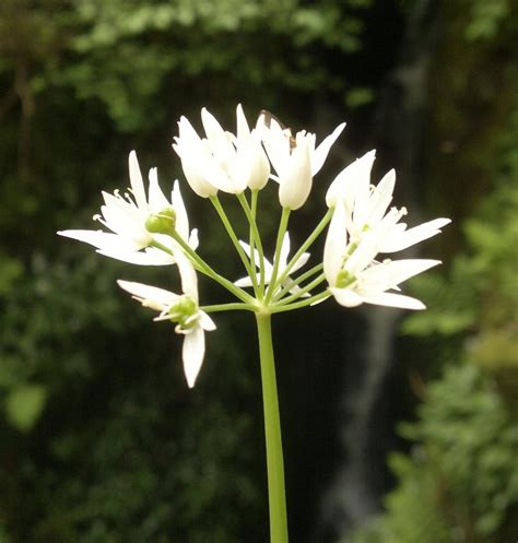 Wild Garlic/Ramsons – Edibility, Identification, Distribution, Ecology ...