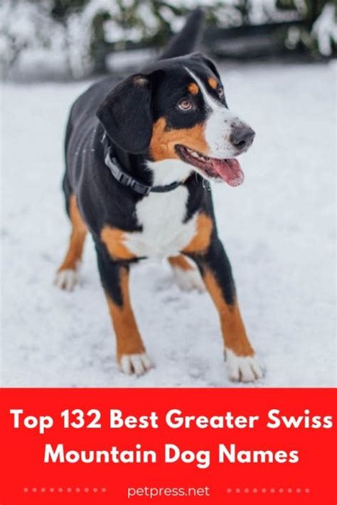 Top 132 Best Greater Swiss Mountain Dog Names