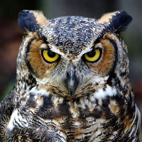 The Spiritual Meaning of Owl Hooting at Night - Awakening State