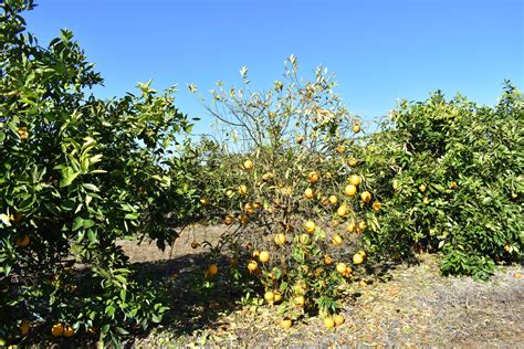 Keep an Eye Out for Citrus Greening this Winter | Panhandle Agriculture