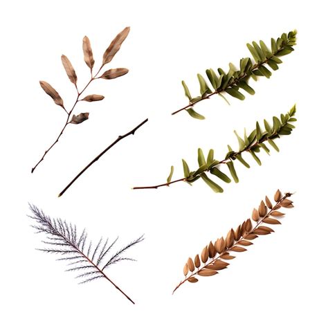 Premium AI Image | Isolated of Tamarisk Tree Scale Like Leaves ...