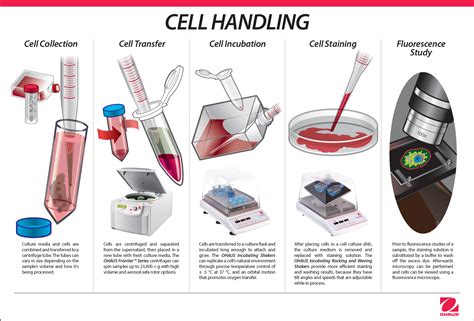 Cell Culture Applications for Cell Biology