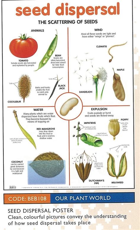 Seed dispersal, Biology plants, Plant science