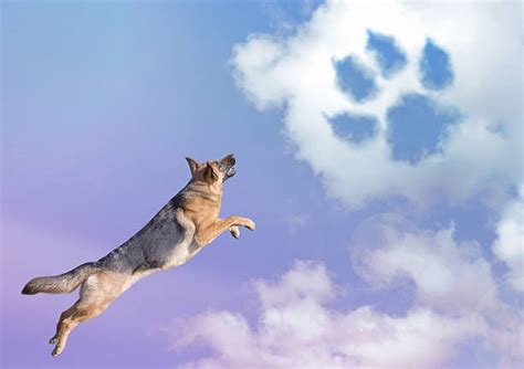 2,000+ Dog Heaven Stock Photos, Pictures & Royalty-Free Images - iStock