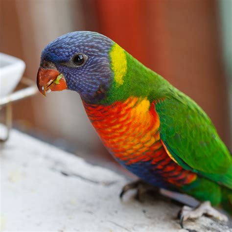 Baby rainbow lorikeets | Spring has sprung and some of the a… | Flickr