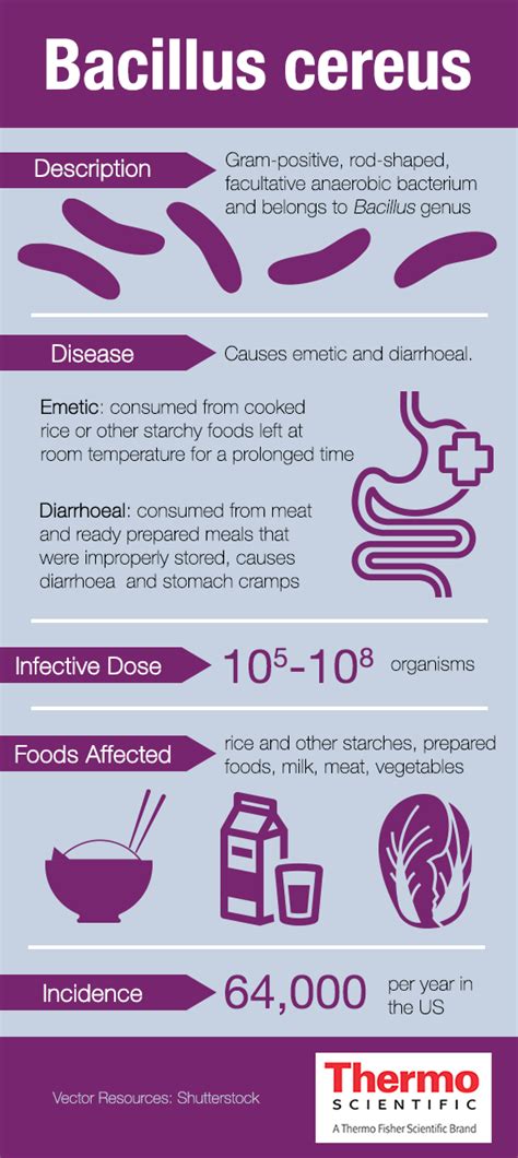 Fact sheet on Bacillus cereus