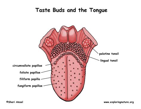 Taste and the Structures of the Tongue