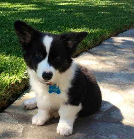 Introducing The Borgi: An Adorable, Loving Border Collie Corgi Mix