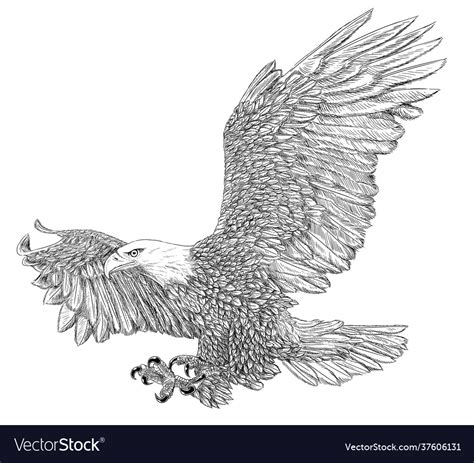 Bald eagle landing sketch on white Royalty Free Vector Image