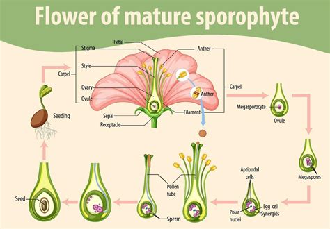 Diagram showing flower of mature sporophyte 7204525 Vector Art at Vecteezy