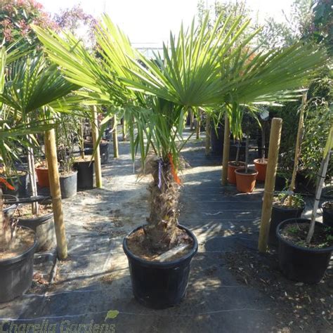 Buy Winter Hardy Palm Trees | Trachycarpus Fortunei | Delivery by Charellagardens