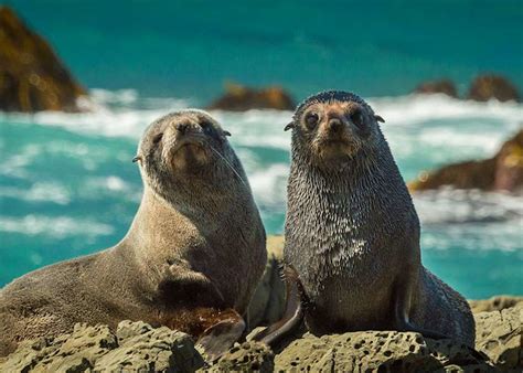 A guide to observing New Zealand's wildlife by land, sea and starlight ...