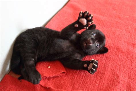 Photos: Rare black tiger cub tries to be fearsome, but is insanely adorable instead | PIX11