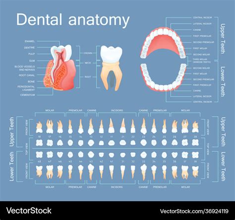 Human dental anatomy tooth anatomy numbering Vector Image