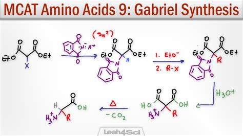 Gabriel Malonic Ester Synthesis of Alpha Amino Acids