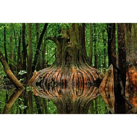 Cypress swamp, Cypress trees, Tree