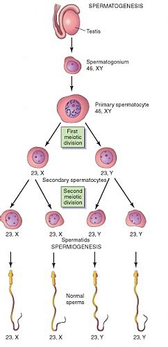 Spermatogenesis Process, Stages, Duration and Diagrams - Jotscroll