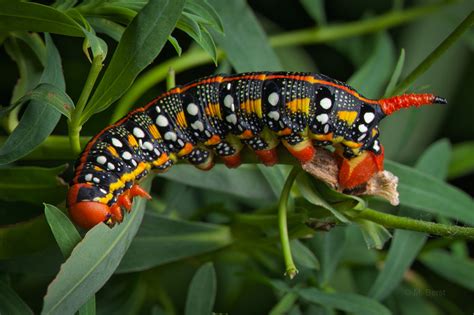 Spurge Hawk-moth caterpillar