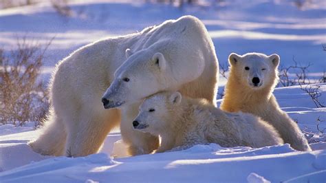 Wallpaper Polar Bear, Bear, Family, Babies, Snow, Walk - High ...