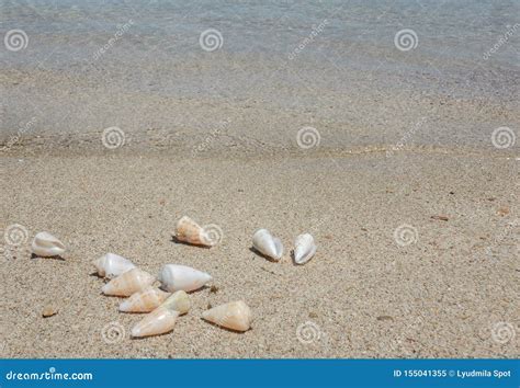 View of the Sandy Beach. Shells in the Sand Stock Image - Image of pacific, nature: 155041355