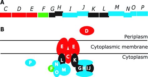 Proposed phosphonate proteome and metabolon of E. coli. A The... | Download Scientific Diagram