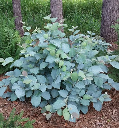 Blue Shadow Fothergilla - Taller variety of Fothergilla with honey ...