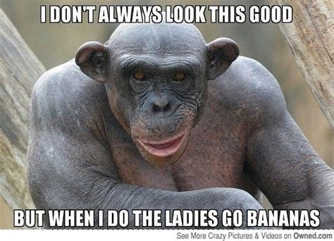 Funny Monkey Pictures Meme - Find images of funny monkey.