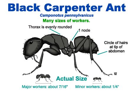 Pavement Ants Vs Carpenter Ants