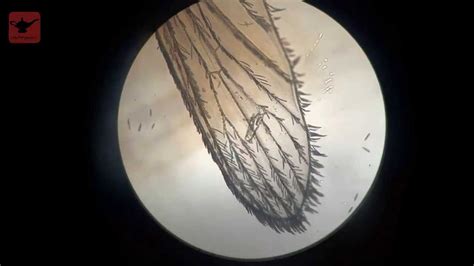 Mosquito wings under microscope - YouTube