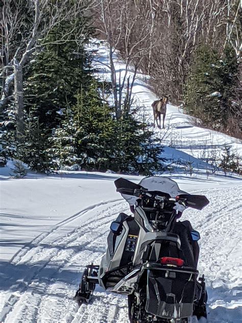 Saw a few moose this week around Greenville Maine : r/snowmobiling