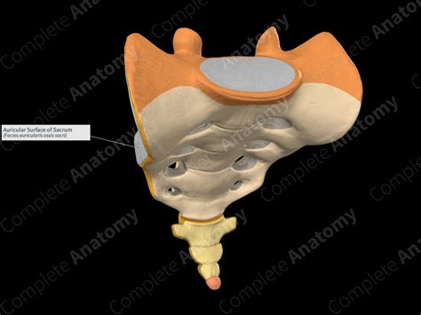 Auricular Surface of Sacrum | Complete Anatomy