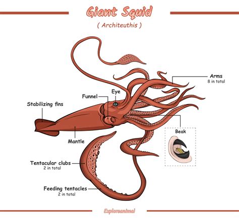 anatomia de un calamar gigante 17263301 Vector en Vecteezy