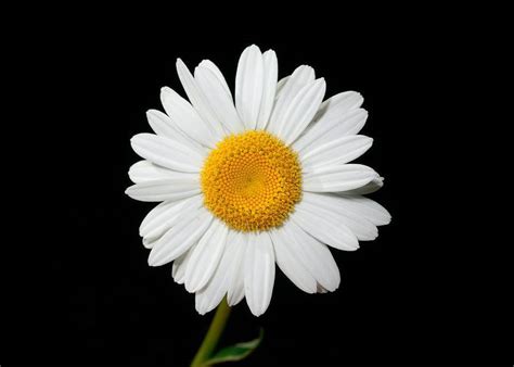 April Birth Flower: Daisy and Sweet Pea - Avas Flowers