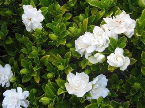 Gardenia Jasminoides - Home And Garden Decoration