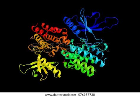 1 Brachydactyly Type B Images, Stock Photos & Vectors | Shutterstock