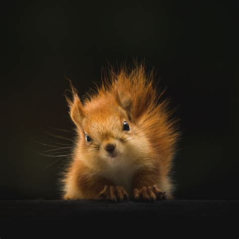 Cute Squirrel Wallpapers - Wallpaper Cave