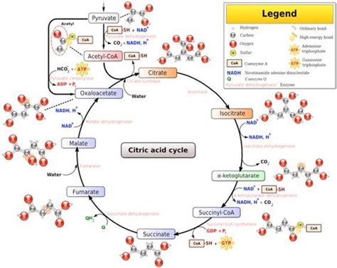 Glucose Metabolism Diagram Pics for > glucose metabolism diagram biochem pinterest ...