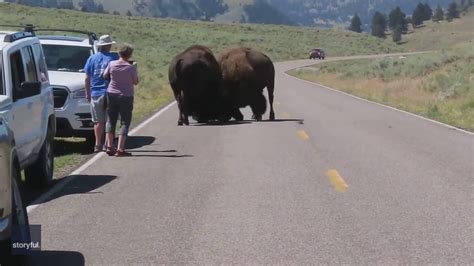 'They will kill you': Tourists warned to move away from bison fight in ...