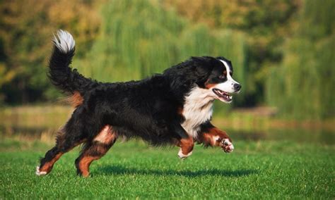 Bernese Mountain Dog vs German Shepherd Breed Comparison | BeChewy