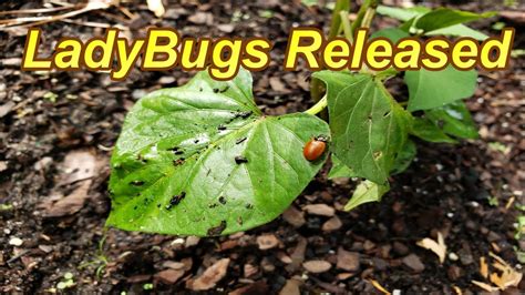 LadyBugs Released into the Garden - YouTube