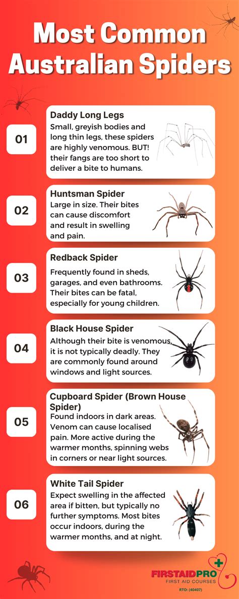 Common Australian Spiders - How Dangerous are they?