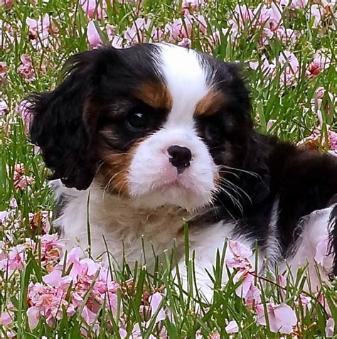 Cavalier King Charles Spaniel puppy | Cavalier puppy, King charles cavalier spaniel puppy, King ...