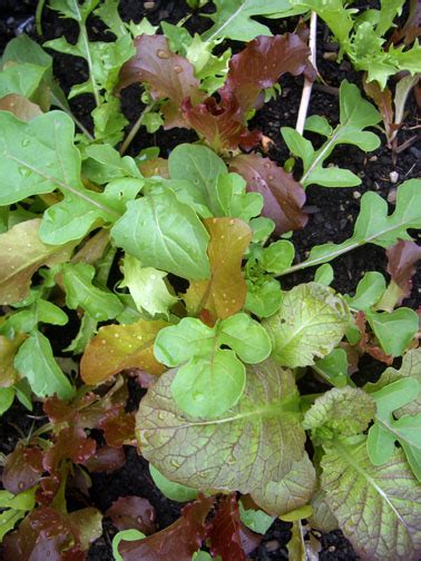 Harvesting Lettuce | More Organics