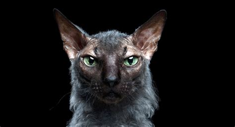 Werewolf Cat - Your Guide To The Fascinating Lykoi Cat Breed