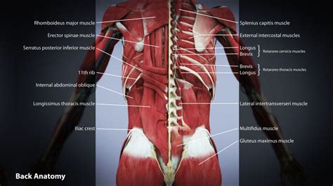 Low Back Pain Diagram