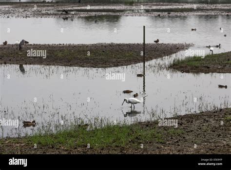 Hong kong wetland park birds hi-res stock photography and images - Alamy