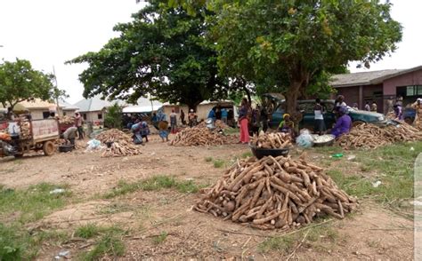 Cassava tuber and varieties of Stem Available! - Agriculture - Nigeria